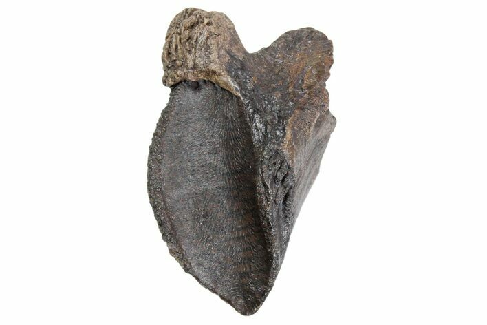 Gorgeous, Unworn Triceratops Tooth with Partial Root - Wyoming #356955